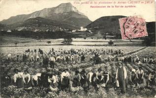 Jaca, Pyréthre, Flower harvesting, Antonio Caubet plantations (EB)