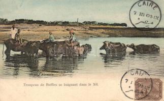 Bathing of buffalo herd in the Nile