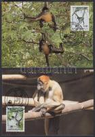 WWF-Geoffroy's spider monkey set on 4 CM, WWF Geoffroy-pókmajom sor 4 CM