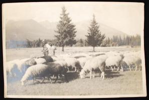 Hegyi levegő a Tátrában. Régi fotó. Jelzett: Karol Plicka. Matice Slovenskej. 19,5x29,5cm