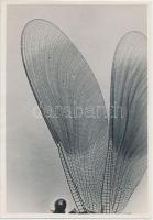 cca 1935 Kinszki Imre (1901-1945): Szitakötő szárnya ötszörös nagyításban, pecséttel jelzett, feliratozott vintage makrofotó, 12x17 cm