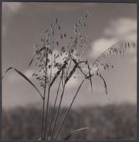 cca 1930 Kerny István (1879-1963): Zab, feliratozott, pecséttel jelzett vintage fotóművészeti alkotás, 17x17 cm