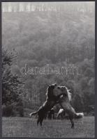 cca 1970 Vigovszky István: A híres lipicaiak, a szerző által feliratozott vintage fotóművészeti alkotás, 24x16 cm