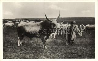 Mezőhegyesi törzsbika / Hungarian bull from Mezőhegyes