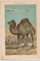Litho képek, 4db, Pallas Nagy lexikonaból: egypúpú teve, kutyák, szarvasmarhák, kacsafélék. 20,5-26cm, 20,5x13cm