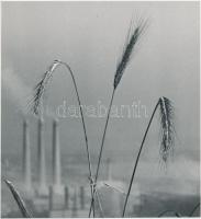 cca 1970 Magyar Alfréd: Tápanyagban gazdag termés, jelzetlen fotó, 16x15 cm