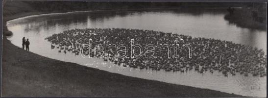cca 1960 Krisch Béla (Kecskemét): Libák, pecséttel jelzett fotóművészeti alkotás, 8,5x23 cm