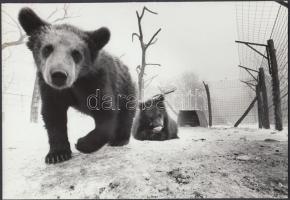 cca 1985-1990 Kerekes Gábor: Medvék Jósvafőn, pecséttel jelzett vintage fotó, 16x23 cm