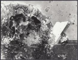 cca 1960 Fotóemulzió rákos burjánzása, 18x24 cm