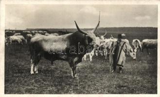 Mezőhegyes, Hunyadi törzsbika