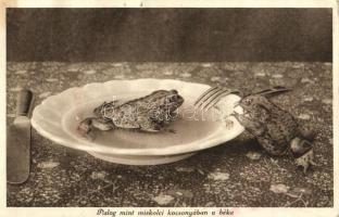 Miskolc, Pislog mint a miskolci kocsonyában a béka (lyuk / pinhole)