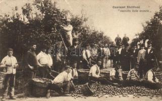 Sicilian folklore, harvest of oranges (EK)