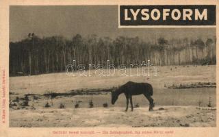 Gazdáját kereső katonaló, a Képes Újság felvételei; hátoldalán Lysoform reklám / WWI military card, Lysoform advertisement on the backside