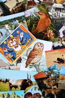 41 db MODERN motívumlap sok használatlannal; állat; sok teve és bagoly / 41 modern motive cards with many unused cards; animals; many camels and owls