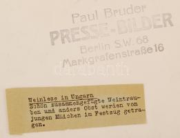 1930-1940 Szüret Magyarországon, Paul Bruder Presse-Bilder, hátoldalon feliratozva, pecséttel jelzet...