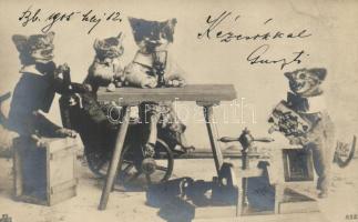 Cats, playing card