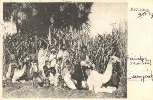 Becharins, camels, Egyptian folklore (cut)