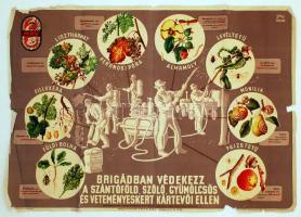 MNV Poszter. "Brigádban védekezz a szántóföld, szőlő, gyümölcsös, és veteményeskert kártevői ellen." 58x80cm. Szakadozott.