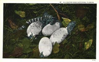 Aligator eggs hatching, Florida