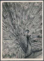 cca 1935 Kinszki Imre (1901-1945): Pávatánc, pecséttel jelzett vintage fotóművészeti alkotás, 18x13 ...