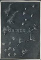 cca 1930 Kinszki Imre (1901-1945): Széllel repülő termések, pecséttel jelzett, feliratozott vintage fotó, 16x11 cm