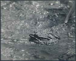 cca 1933 Kinszki Imre (1901-1945): Kecskebéka a Rákos sekély vizében, feliratozott vintage fotó, 14x11 cm