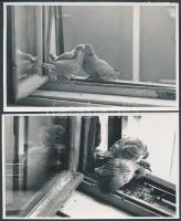 cca 1950 Gerlepár, 4 db jelzetlen fotóból álló képsorozat Kerny István (1879-1963) hagyatékából, 11x17 cm