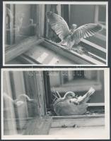 cca 1950 Gerlepár, 4 db jelzetlen fotóból álló képsorozat Kerny István (1879-1963) hagyatékából, 11x...