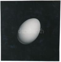 cca 1960 Egy tojásos csendélet, jelzetlen fénykép Kotnyek Antal (1921-1990) fotóriporter hagyatékából, 18x18 cm