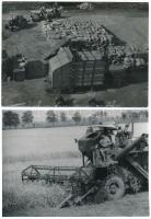 cca 1960 Munkában a kombájn, 3 felvételből álló képsorozat, 13x18 cm