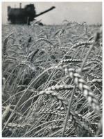 cca 1960 Munkában a kombájn, 3 felvételből álló képsorozat, 13x18 cm