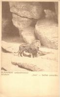 Budapest XIV. Állatkert, Leo a berber oroszlán (EK)