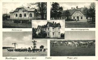 Mezőhegyes, Kultúrcsarnok, Ménesbirtok igazgatóság, Tisztilak, magyar gulya