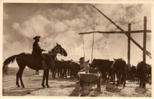 Hortobágy, csikós (EK)