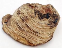 Megkövesedett óriáskagyló, 14×11,5 cm