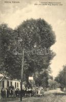 Máriakálnok, 1000 éves Hársfa a Kegykápolna úton