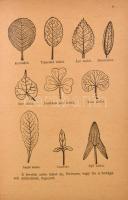 Cserjesi Károly: Szegény ember gazdasága vagy a Magyarországon vadon termő gyógynövények ismertetése...