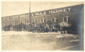 Stock Yards Horse, Mule Market, horses, photo