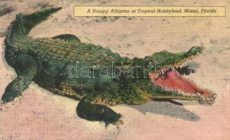 Alligator, Tropical Hobbyland, Miami, Florida