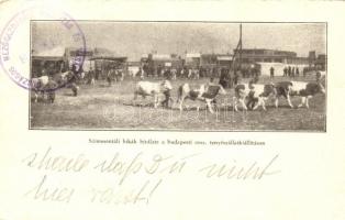 1934 Budapest, Országos Tenyészállat Kiállítás, Szimmentáli bikák bírálata (fa)