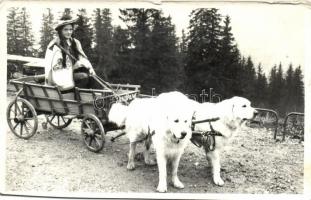 5 db régi KUTYÁS motívumlap / 5 dogs topic postcards