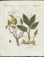 cca 1700-1800 Növény felépítése, gyökere, virága és termése, metszette J. Schmuzer, rézmetszet, papír, 26,5×21 cm