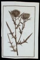 cca XVIII.-XIX. század Szamárkóró/bogáncs növény rajza, metszette J. Kibler, rézmetszet, papír, 34×22 cm