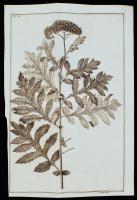 cca XVIII.-XIX. század Növény rajza, metszette J. Kibler, rézmetszet, papír, 35×22,5 cm