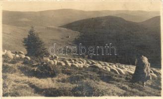 Nagyszeben, sheep with sheperd (EK)