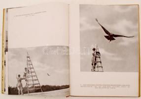 HOMOKI NAGY István: Szárnyas vadászmesterek. Fotoriport vadászmadarakról. Írta és fényképezte - -.
B...