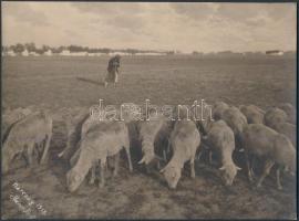1918 Steiner József: Karcagi juhász a nyájával, vintage fotóművészeti alkotás, kartonra ragasztva, 17,5x24 cm