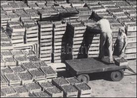 cca 1960 Krisch Béla (Kecskemét): Gyümölcsös ládák, pecséttel jelzett vintage fotóművészeti alkotás, 21x30 cm