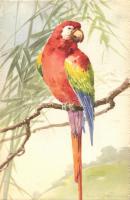 Parrot s: C. Klein (EK)