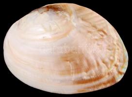 Fűzött gyöngynyaklánc, igazgyöngy kagyló héja